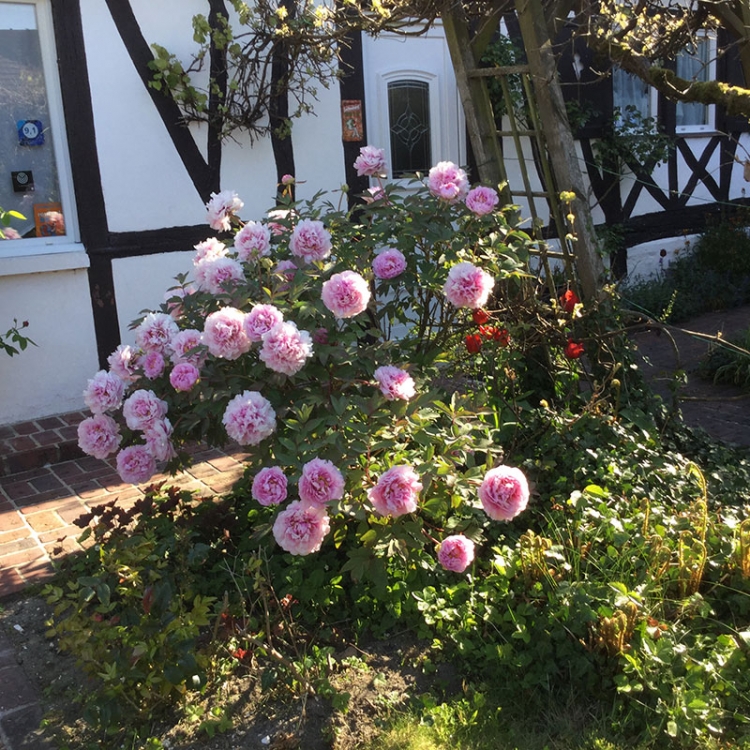 Le jardin